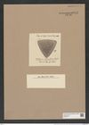 Stictodiscus caraibicus Truan et Witt. (de-Toni-Nr.: Genus 205, Species 5250) Zeichnungen Sammlung Grunow Nr. 9043 (NHMW-BOT-W0378771)